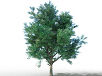 3d松树植物模型