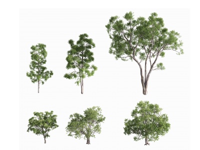 3d现代蓝桉树景观树模型