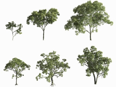 现代户外景观树模型3d模型