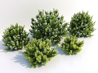 3d现代灌木植物模型
