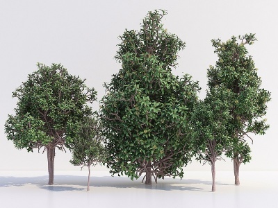 3d现代乔木树木模型