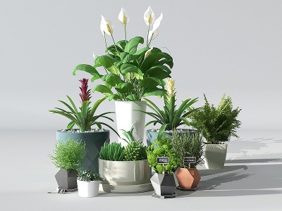 现代盆景花卉多肉植物模型3d模型