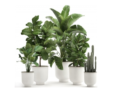 3d现代盆栽植物花盆模型