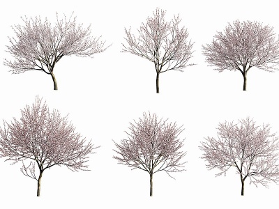 3d现代梅花树植物模型