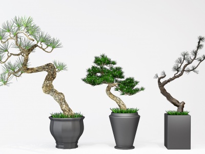 新中式罗汉松盆栽模型3d模型