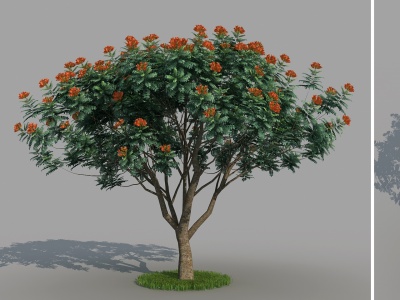 3d火焰树景观树植被树木模型