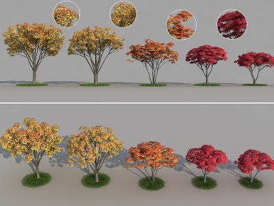 红枫三角枫枫树景观树模型3d模型