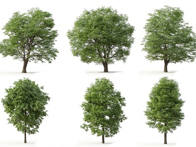 3d景观树行道树庭院树植物模型