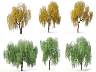 3d现代景观树柳树庭院模型
