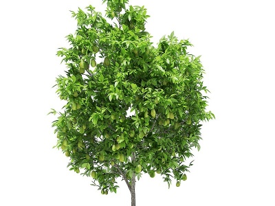 3d现代梨树景观树模型