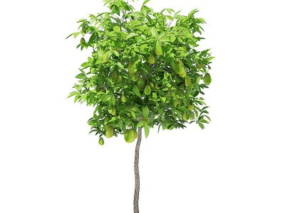 现代梨树景观树模型3d模型