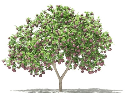 3d现代无花果果树模型