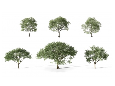 3d现代园林植物景观树模型