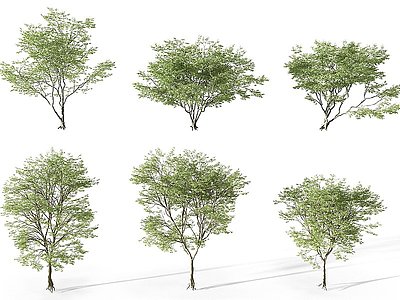 3d现代园林植物景观树模型