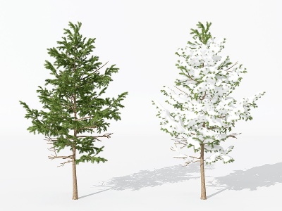 3d现代松柏树模型
