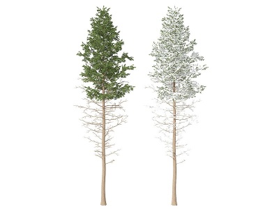 3d现代松柏树模型
