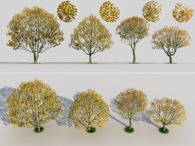 现代梧桐树法桐树木大树模型3d模型
