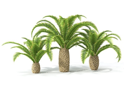 景观树椰子树模型3d模型