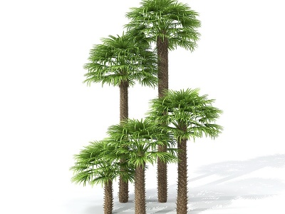 3d现代景观树椰子树模型