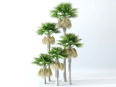 3d现代景观树椰子树模型
