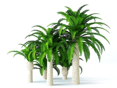 现代景观树椰子树模型