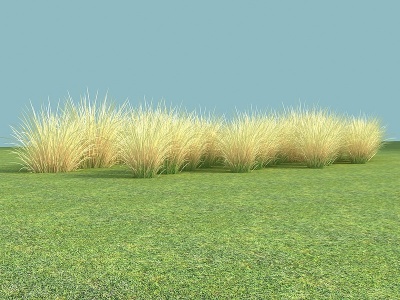 3d现代植物针茅花卉模型
