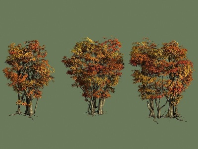 植物树榕树枫树模型3d模型