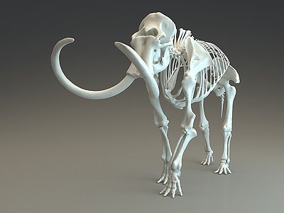 3d猛犸象骨架骨架模型