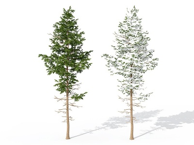 3d现代景观植物树松柏树模型