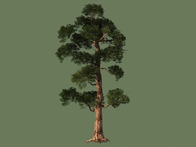 3d松树树植物景观模型