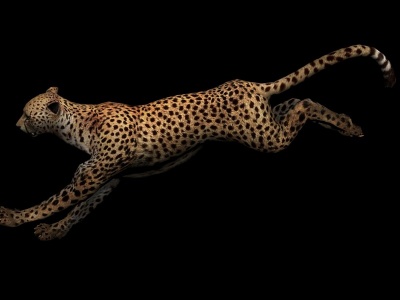 猎豹3d模型