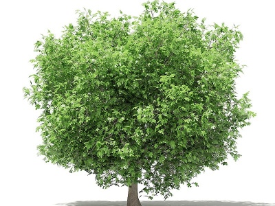 现代无花果果树景观植物树模型3d模型