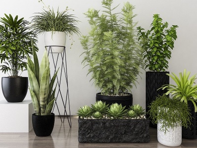 3d现代植物盆栽模型