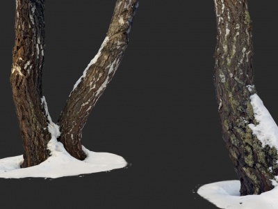 3d现代<font class='myIsRed'>带雪</font>的桦木树干模型