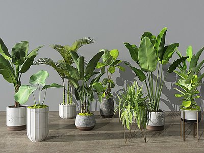 现代植物盆栽花盆绿植模型3d模型