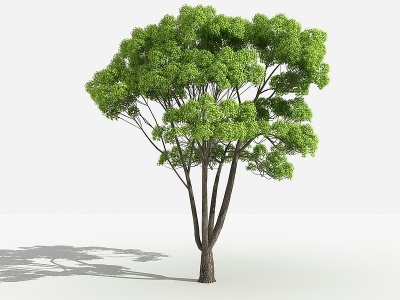 中式小叶樟灌木植物模型3d模型