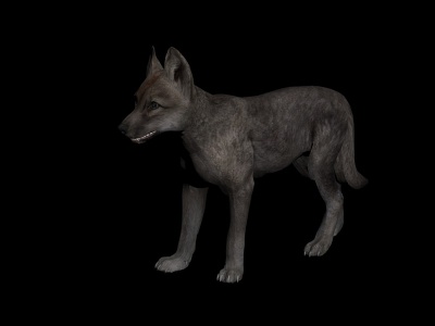 3d哺乳动物狼模型
