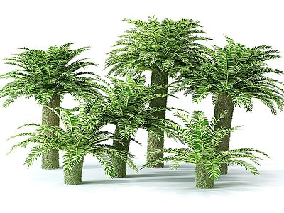 景观树椰子树模型3d模型