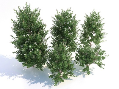 阔叶树灌木模型3d模型