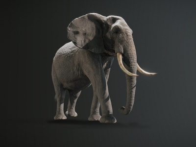 大象3d模型
