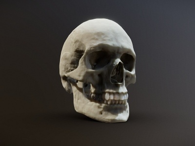 3d人类头骨模型