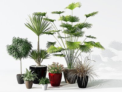 3d植物盆景盆栽绿植模型