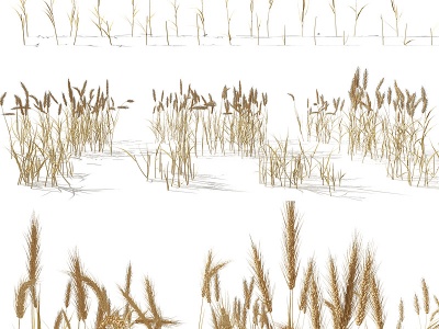 3d小麦麦穗稻草水稻模型