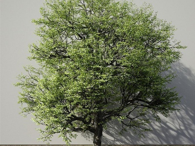 现代阔叶树模型3d模型
