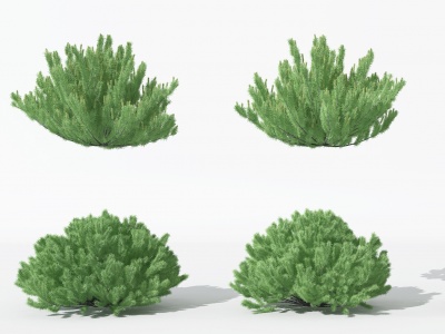 3d景观植物松树针叶植物龙柏模型