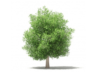 3d杨树落叶植物模型