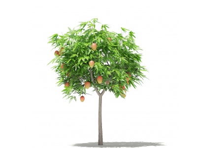 3d芒果树模型