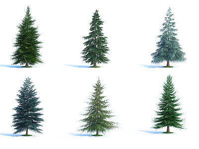 3d现代景观树木松柏雪松植物模型