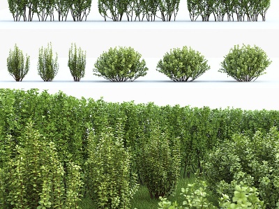 3d现代灌木绿篱模型