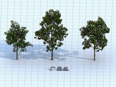 3d现代广玉兰树模型